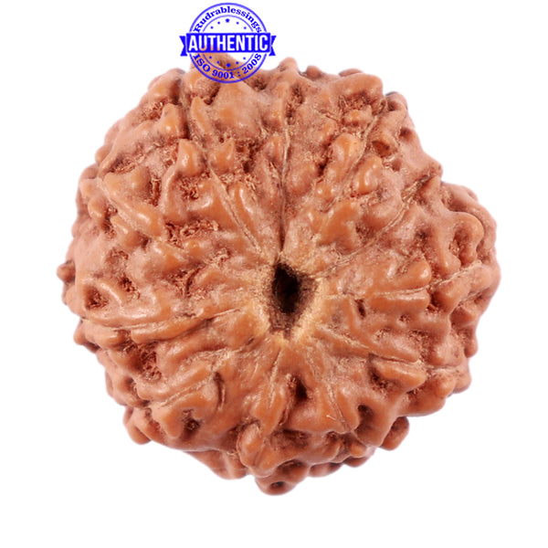 11 Mukhi Indonesian Rudraksha - Bead No. 157