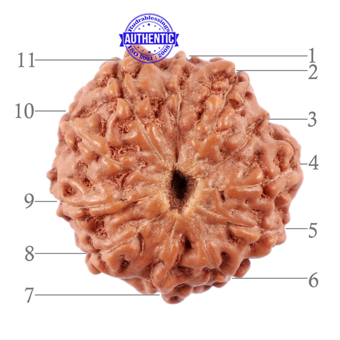 11 Mukhi Indonesian Rudraksha - Bead No. 157
