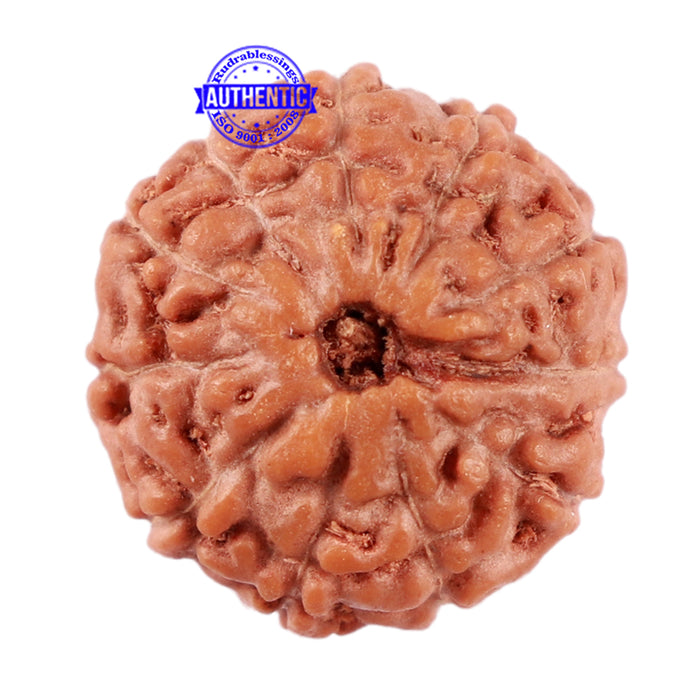 11 Mukhi Indonesian Rudraksha - Bead No. 158