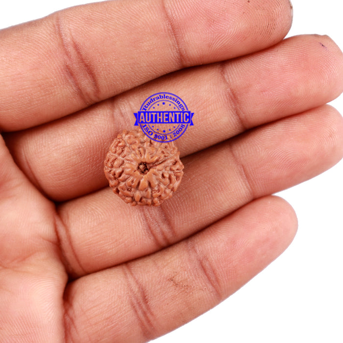 11 Mukhi Indonesian Rudraksha - Bead No. 158
