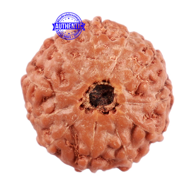 11 Mukhi Indonesian Rudraksha - Bead No. 158