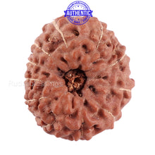 Load image into Gallery viewer, 11 Mukhi Indonesian Rudraksha - Bead No. 30
