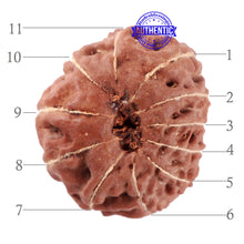 Load image into Gallery viewer, 11 Mukhi Indonesian Rudraksha - Bead No. 30
