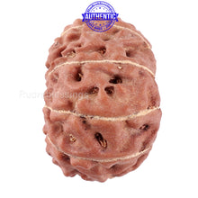 Load image into Gallery viewer, 11 Mukhi Indonesian Rudraksha - Bead No. 30
