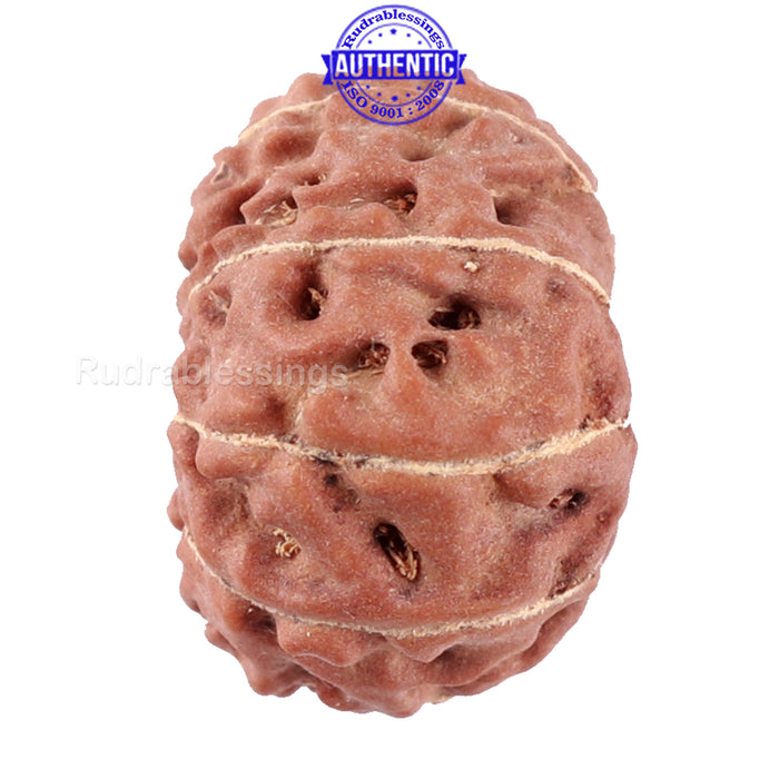 11 Mukhi Indonesian Rudraksha - Bead No. 30