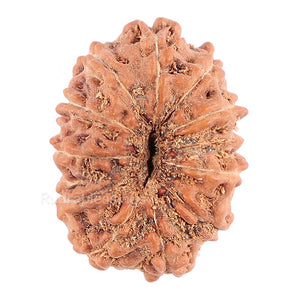 11 Mukhi Indonesian Rudraksha - Bead No. 72