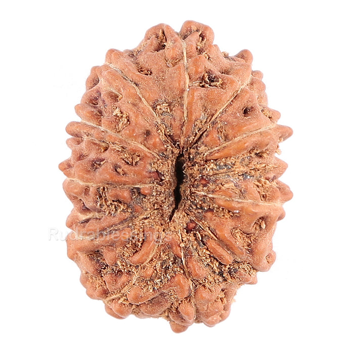 11 Mukhi Indonesian Rudraksha - Bead No. 72