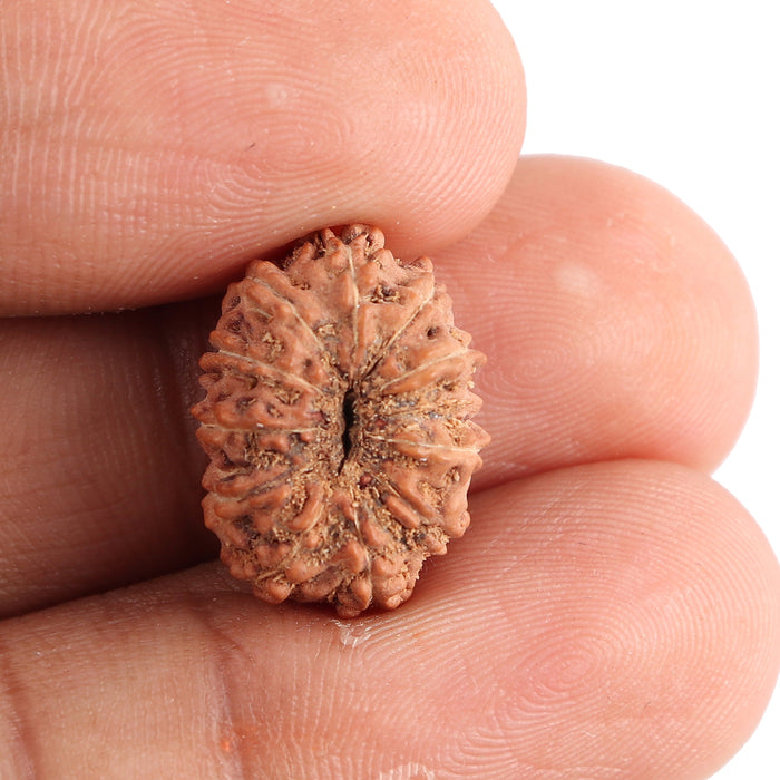11 Mukhi Indonesian Rudraksha - Bead No. 72