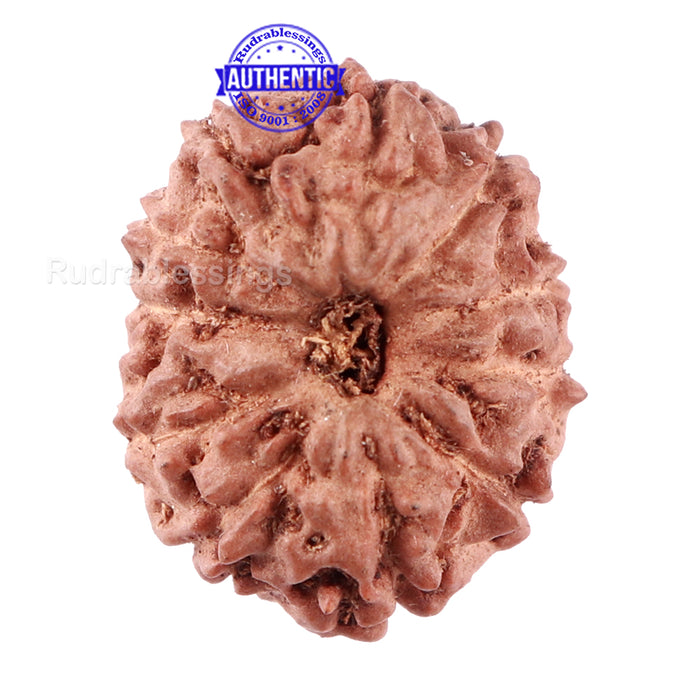 11 Mukhi Indonesian Rudraksha - Bead No. 88