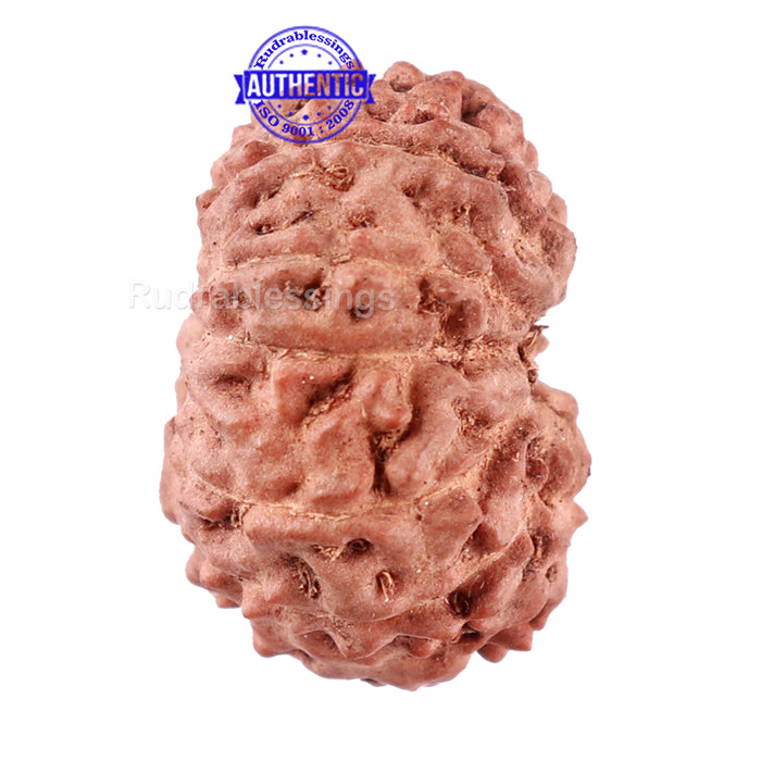 11 Mukhi Indonesian Rudraksha - Bead No. 88
