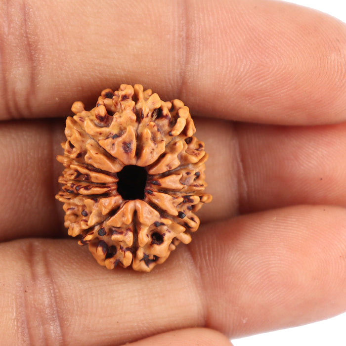 11 Mukhi Nepalese Rudraksha - Bead No. 153
