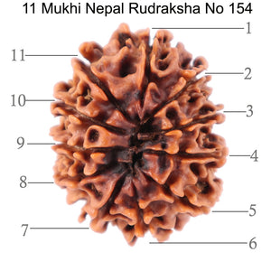 11 Mukhi Nepalese Rudraksha - Bead No. 154
