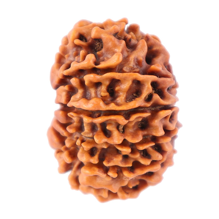 11 Mukhi Nepalese Rudraksha - Bead No. 154