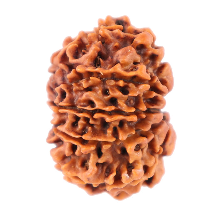 11 Mukhi Nepalese Rudraksha - Bead No. 154