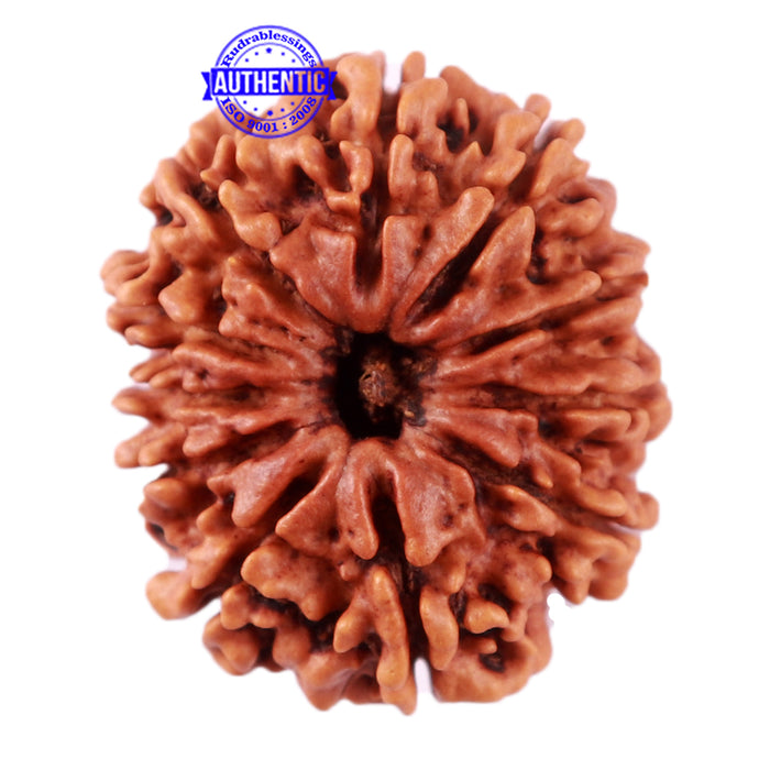 11 Mukhi Nepalese Rudraksha - Bead No. 78
