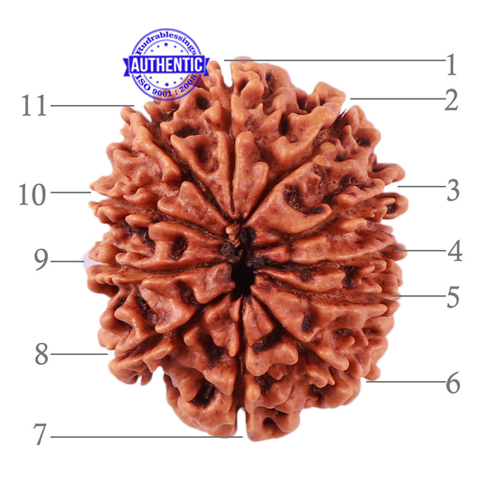 11 Mukhi Nepalese Rudraksha - Bead No. 78
