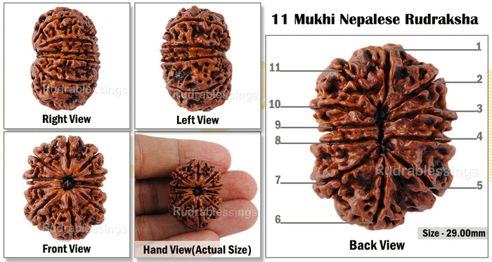 11 Mukhi Nepalese Rudraksha - Bead No. 141