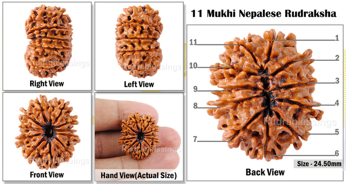 11 Mukhi Nepalese Rudraksha - Bead No. 26