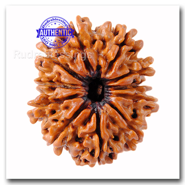 11 Mukhi Nepalese Rudraksha - Bead No. 26