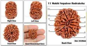 11 Mukhi Nepalese Rudraksha - Bead No. 47