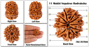 11 Mukhi Nepalese Rudraksha - Bead No. 51