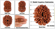 Load image into Gallery viewer, 11 Mukhi Nepalese Rudraksha - Bead No. 52
