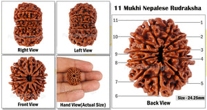 11 Mukhi Nepalese Rudraksha - Bead No. 52