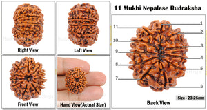 11 Mukhi Nepalese Rudraksha - Bead No. 48