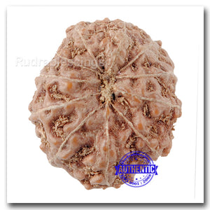11 Mukhi Indonesian Rudraksha - Bead No. 140