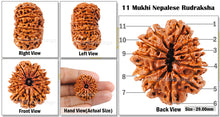 Load image into Gallery viewer, 11 Mukhi Nepalese Rudraksha - Bead No. 17
