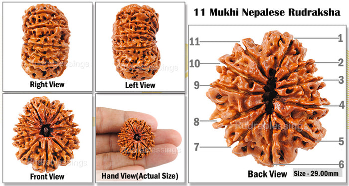 11 Mukhi Nepalese Rudraksha - Bead No. 17