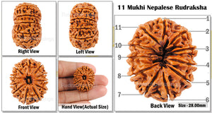 11 Mukhi Nepalese Rudraksha - Bead No. 3
