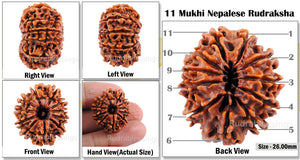 11 Mukhi Nepalese Rudraksha Bead No. 139