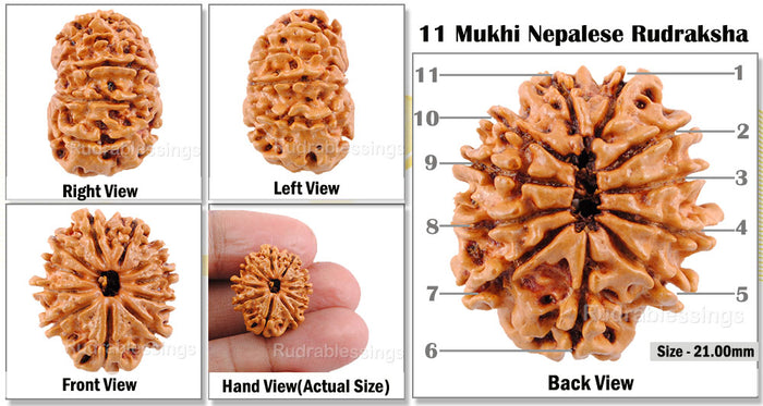 11 Mukhi Nepalese Rudraksha - Bead No. 36
