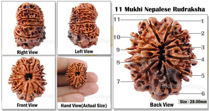 11 Mukhi Nepalese Rudraksha - Bead No. 61