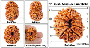 11 Mukhi Nepalese Rudraksha - Bead No. 62