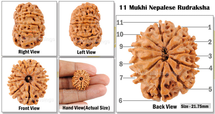11 Mukhi Nepalese Rudraksha - Bead No. 24
