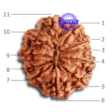 Load image into Gallery viewer, 11 Mukhi Nepalese Rudraksha - Bead No. 316
