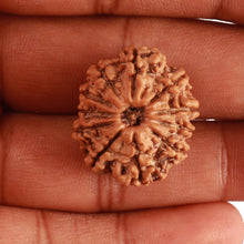 Load image into Gallery viewer, 11 Mukhi Nepalese Rudraksha - Bead No. 316
