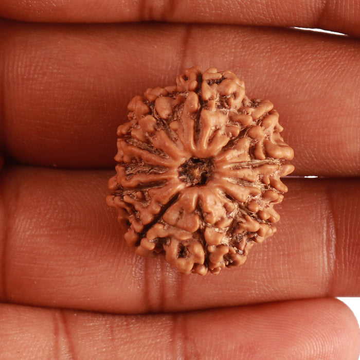 11 Mukhi Nepalese Rudraksha - Bead No. 316