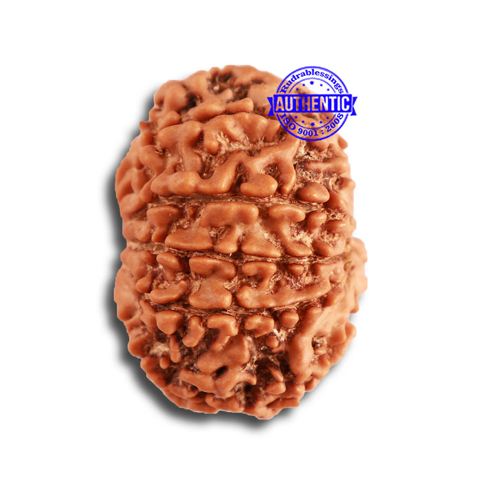 11 Mukhi Nepalese Rudraksha - Bead No. 316
