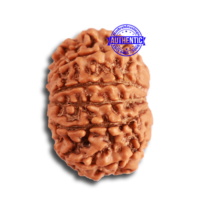 11 Mukhi Nepalese Rudraksha - Bead No. 316