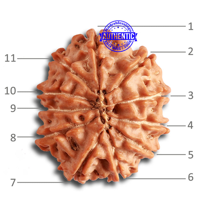 11 Mukhi Nepalese Rudraksha - Bead No. 318