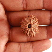 Load image into Gallery viewer, 11 Mukhi Nepalese Rudraksha - Bead No. 318
