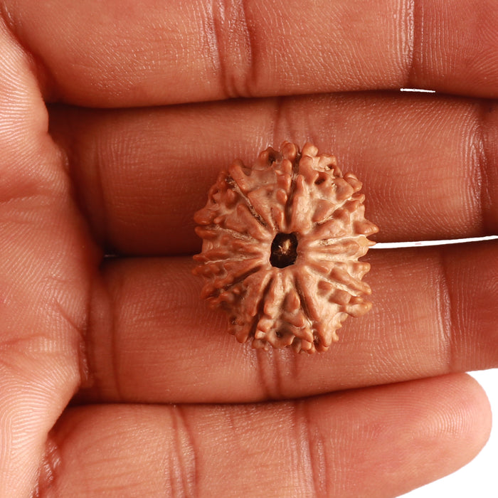 11 Mukhi Nepalese Rudraksha - Bead No. 318