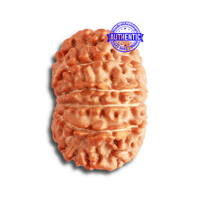 Load image into Gallery viewer, 11 Mukhi Nepalese Rudraksha - Bead No. 318
