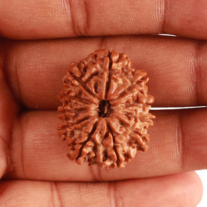 11 Mukhi Nepalese Rudraksha - Bead No. 319