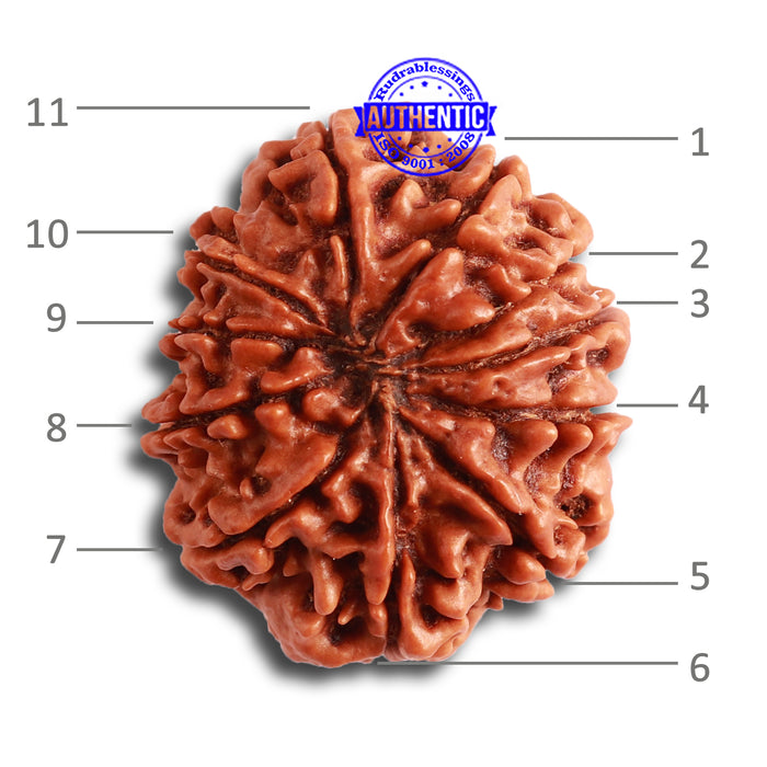 11 Mukhi Nepalese Rudraksha - Bead No. 320