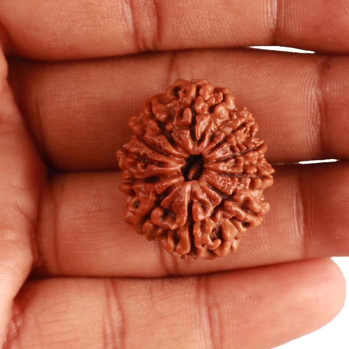 11 Mukhi Nepalese Rudraksha - Bead No. 320