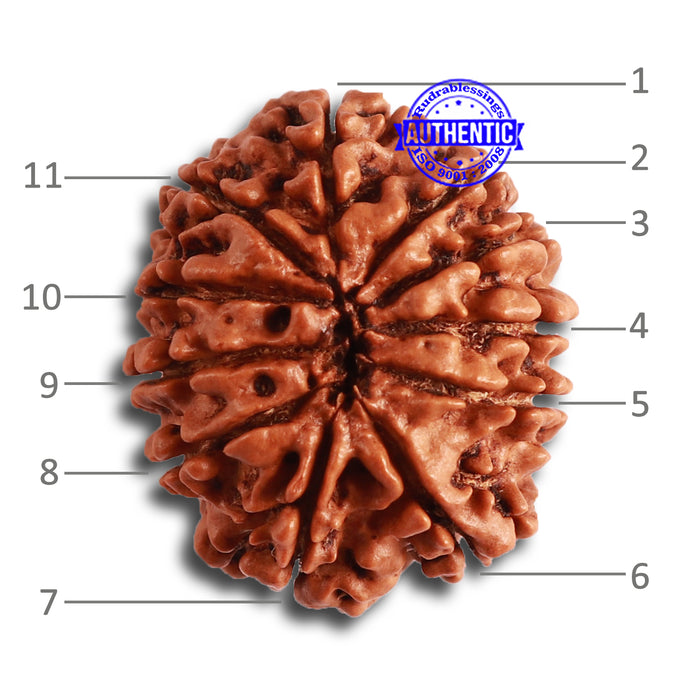 11 Mukhi Nepalese Rudraksha - Bead No. 321
